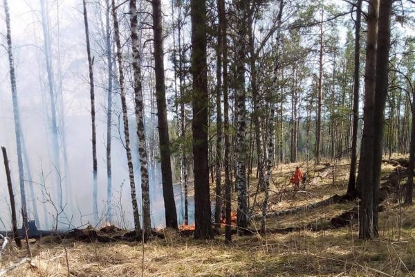 Площадь лесных пожаров в Свердловской области увеличилась до 54 тысяч га - Фото 1