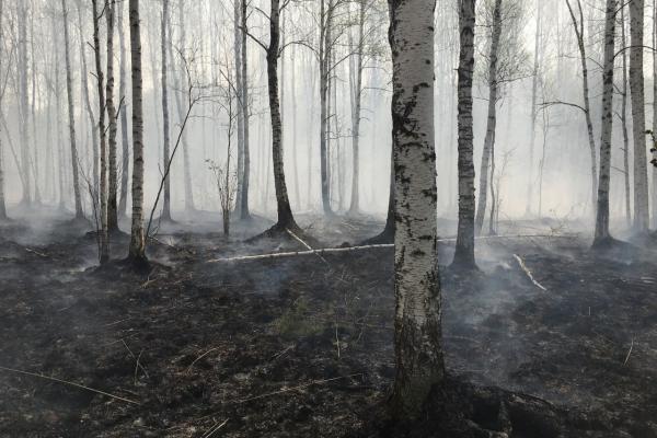В Свердловской области потушили лесные пожары на площади почти 35 тысяч га - Фото 1