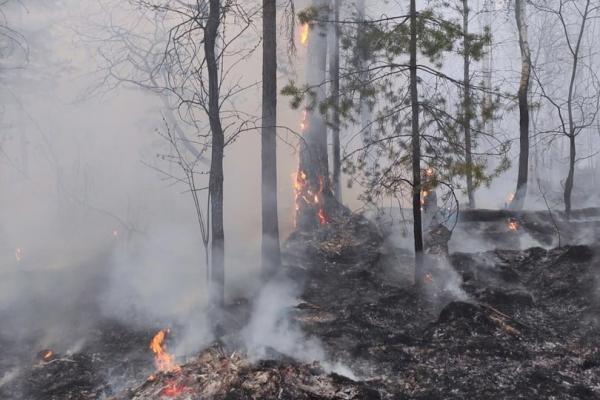Площадь лесных пожаров в Свердловской области сократилась до 13,6 тысяч га - Фото 1