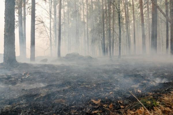 В Асбесте потушили крупный лесной пожар - Фото 1