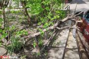 В центре Екатеринбурга ветка дерева повредила иномарку местного жителя