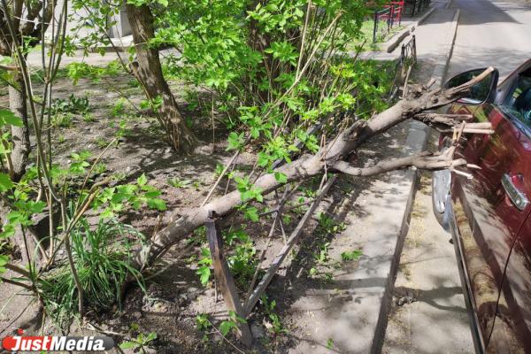 В центре Екатеринбурга ветка дерева повредила иномарку местного жителя - Фото 1