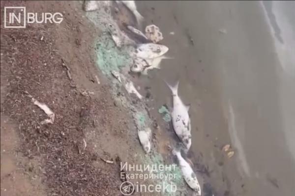 Екатеринбуржцы сообщили о массовом гибели рыбы в Исети - Фото 1