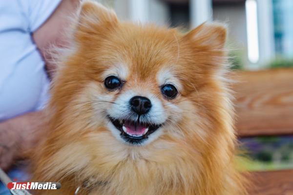 Теффи, счастливый шпиц: «Аф-аф». В Екатеринбурге +17 градусов - Фото 1