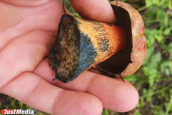 Свердловский грибник нашел редкий дубовик, который растет на Кавказе и в Сибири - Фото 1