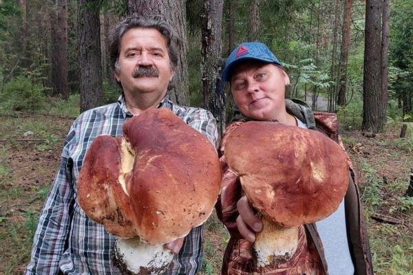 Грибники нашли на Урале гигантские боровики и зонтики - Фото 1