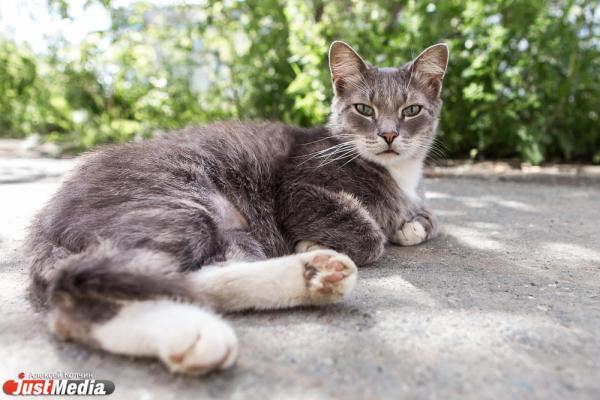 К чему снятся кошки? - Фото 1