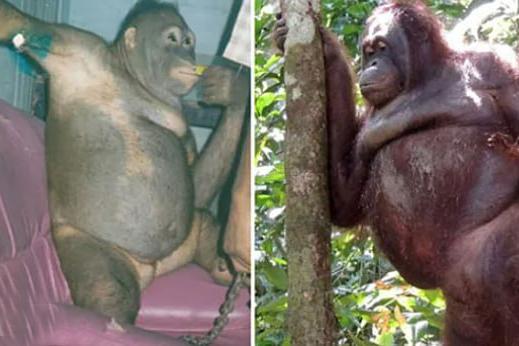 Орангутана Пони спасли из индонезийского секс-рабства - Фото 1