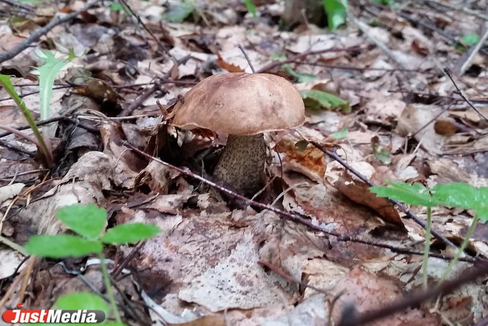 В России вступил в силу запрет на сбор краснокнижных грибов и растений - Фото 1