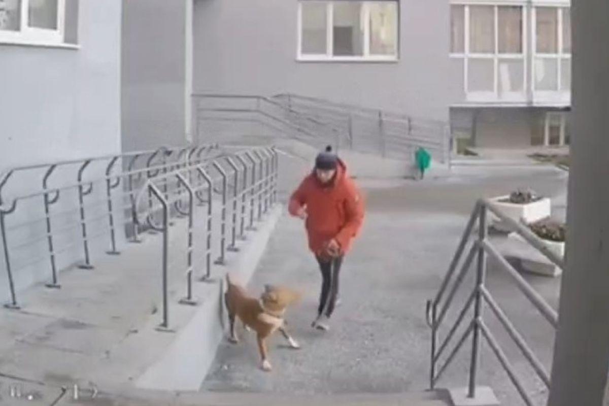 В Екатеринбурге живодер избил свою собаку под камерами на подъезде - Фото 1