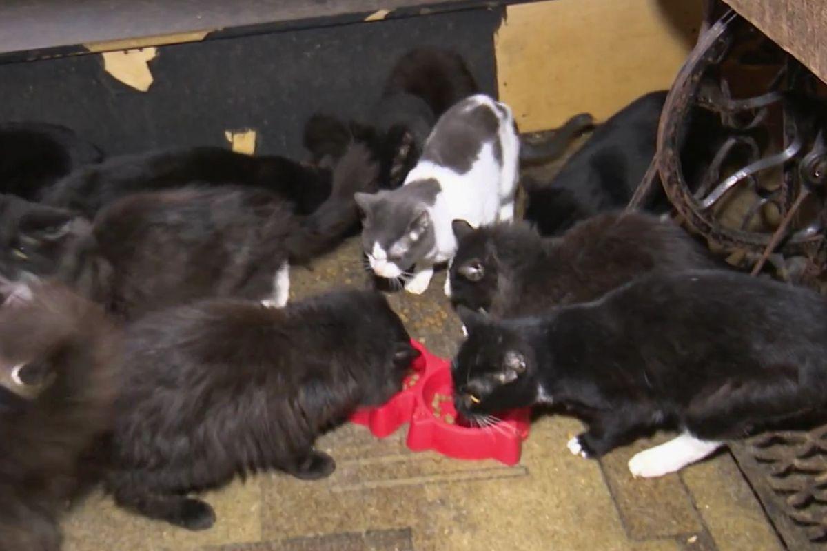 В Екатеринбурге более 20 кошек остались без присмотра после смерти хозяйки - Фото 1