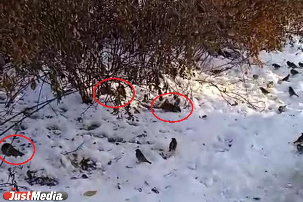 Полчища крыс пугают посетителей дендрария на улице Мира - Фото 1