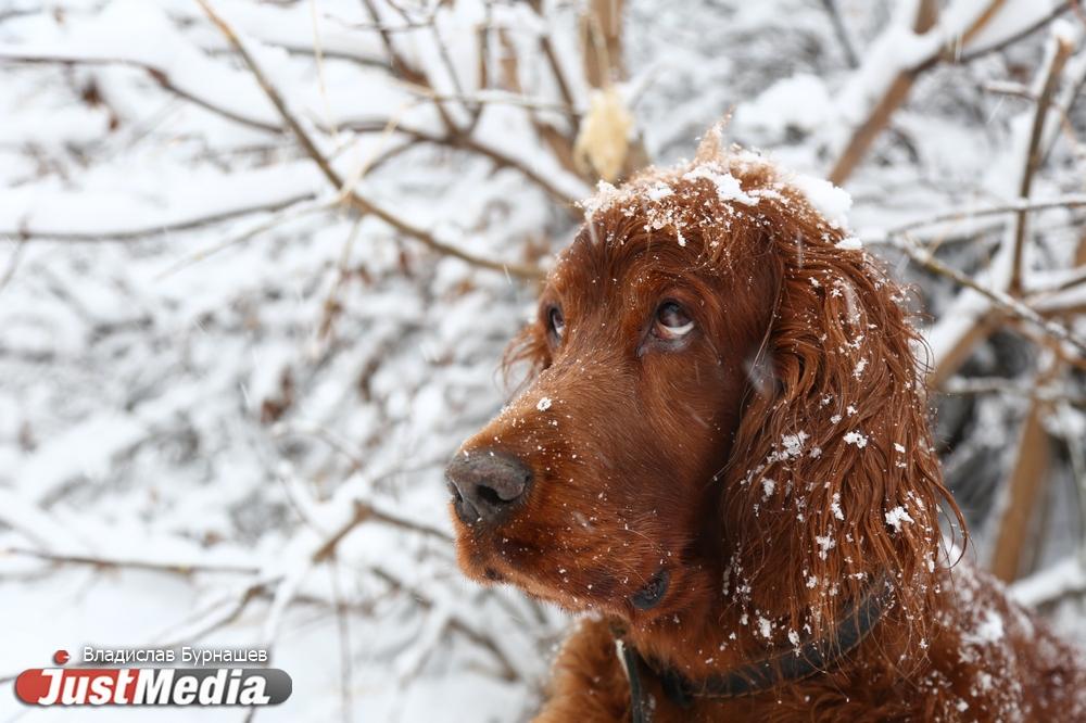 Мэрия поменяет назначение участка в собачьем парке вопреки итогам общественных обсуждений - Фото 1