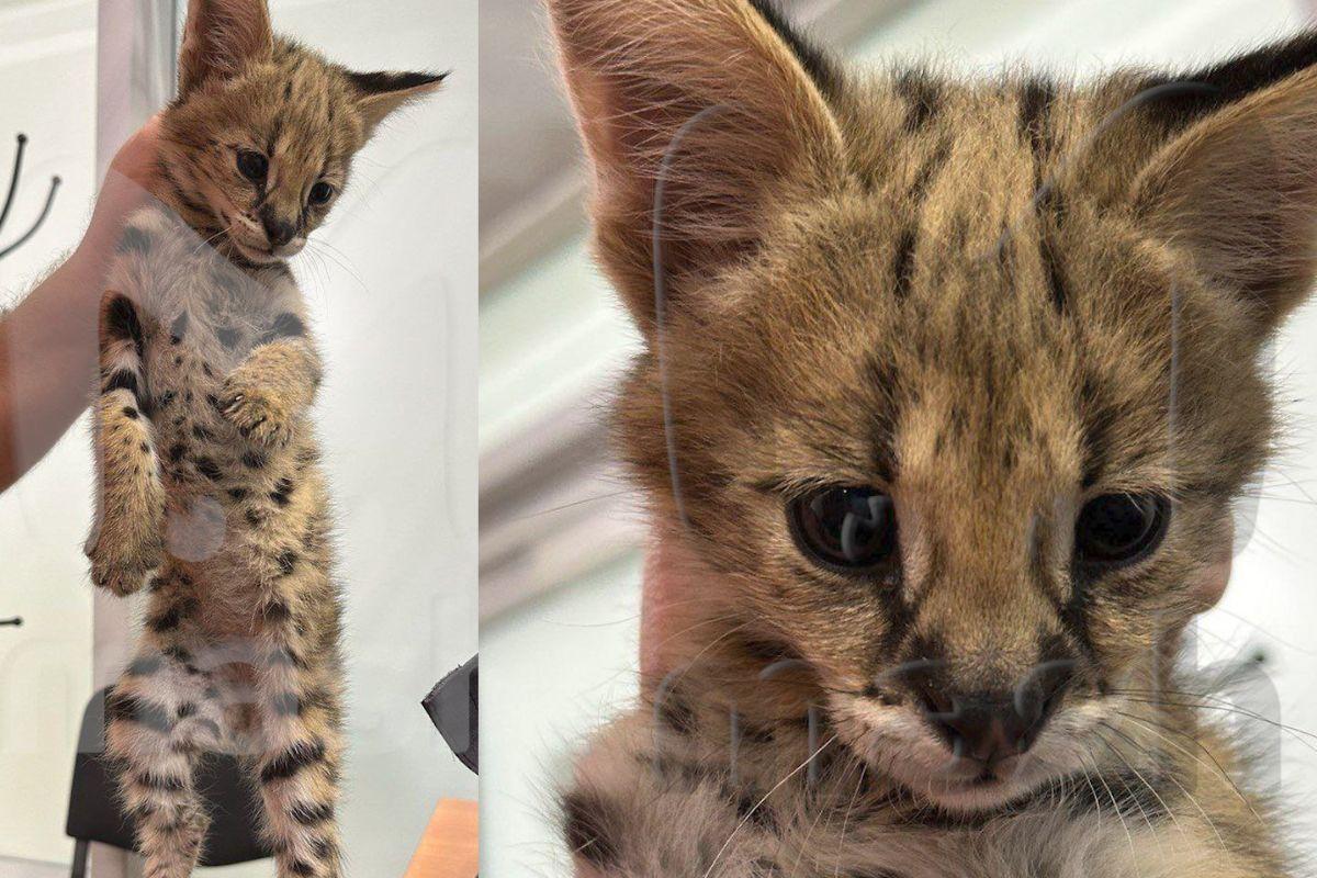 В Домодедово задержали американца за попытку вывоза котенка краснокнижного сервала - Фото 1