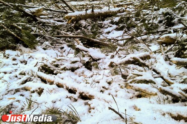 Уралец получил реальный срок за срубленные во дворе деревья - Фото 1