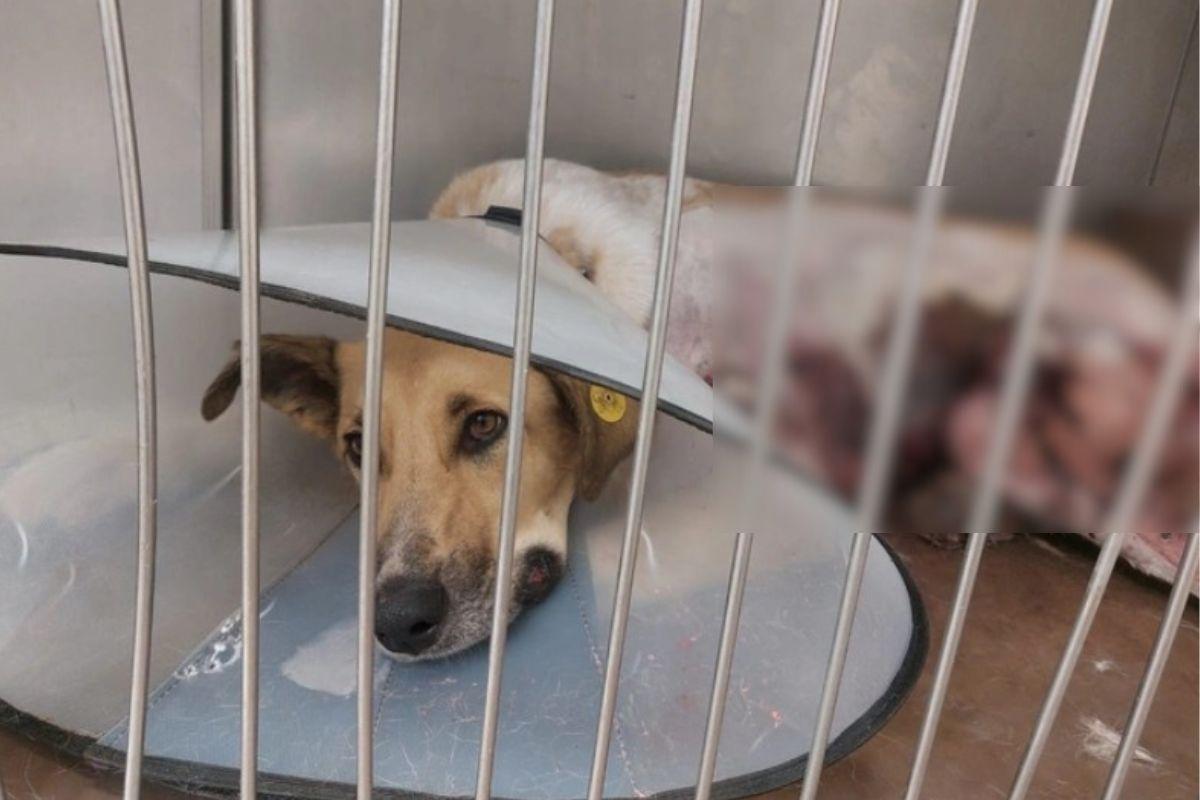 На Эльмаше школьники забросали собаку петардами. Животное сильно обгорело - Фото 1