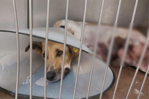 В Екатеринбурге умерла собака Белочка, которую подростки забросали петардами - Фото 1