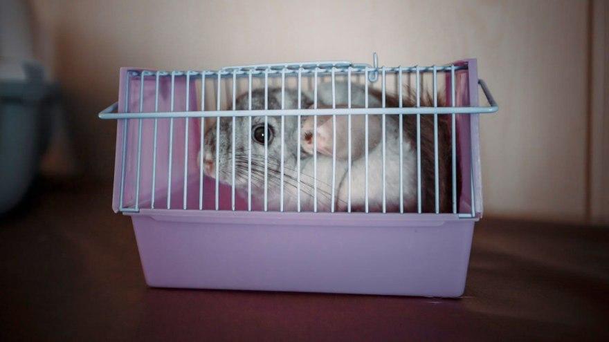 Все больше уральцев отправляют животных в самостоятельную поездку на поезде  - Фото 1