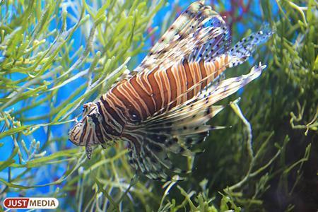 Полмиллиона морских животных погибли в музее в Севастополе во время шторма - Фото 1