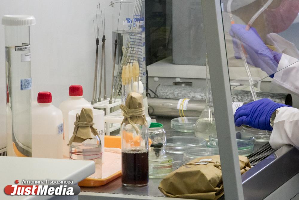  В Свердловской области у заболевших чаще всего выявляют вирусы SARS-CoV-2 и риновирус - Фото 1