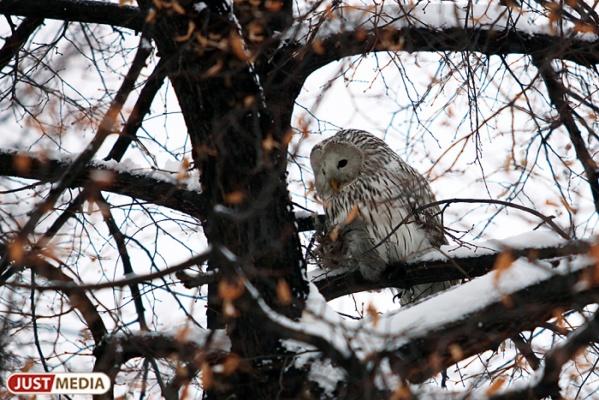 В Екатеринбурге полярная сова попалась в руки сотрудникам ЦПКиО  - Фото 1