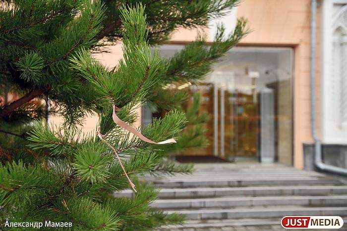 Биологи рассказали, что сделать, чтобы елка стояла дольше - Фото 1