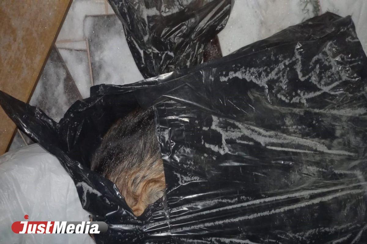 В Екатеринбурге неизвестные выкидывают на помойки трупы животных - Фото 1