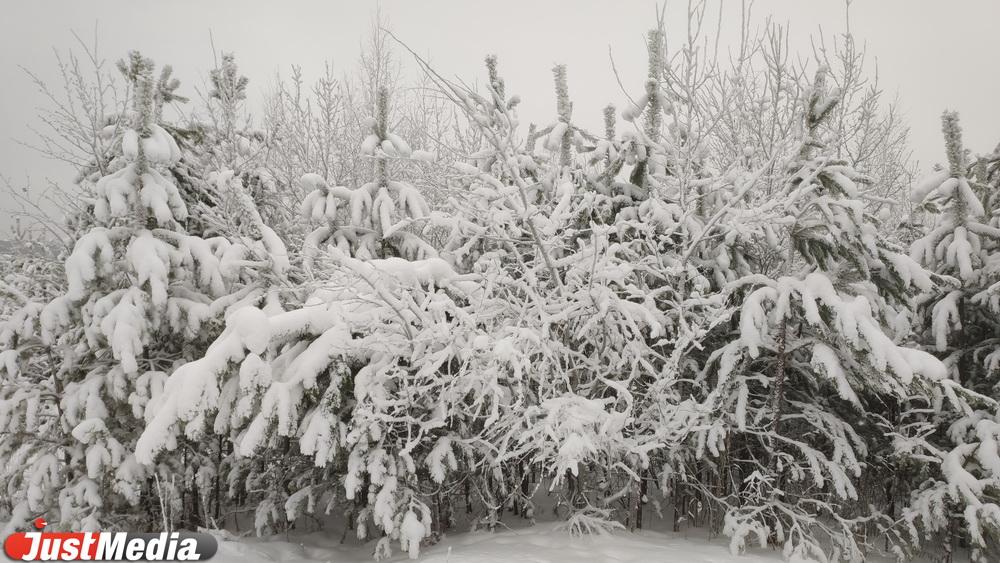 Новую полезную технику закупили в леса Свердловской области - Фото 1