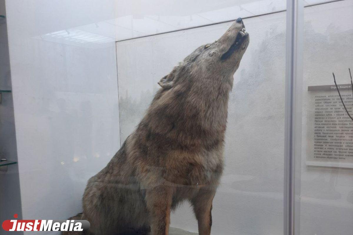 Волк загрыз женщину на территории курганского курорта «Озеро Медвежье» - Фото 1