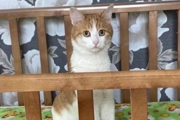 Проводницу, которая выкинула из поезда кота Твикса, отстранили от работы - Фото 1