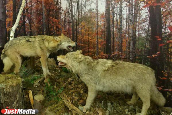 Волки-людоеды пришли в Курганскую область из других регионов в след за косулями - Фото 1