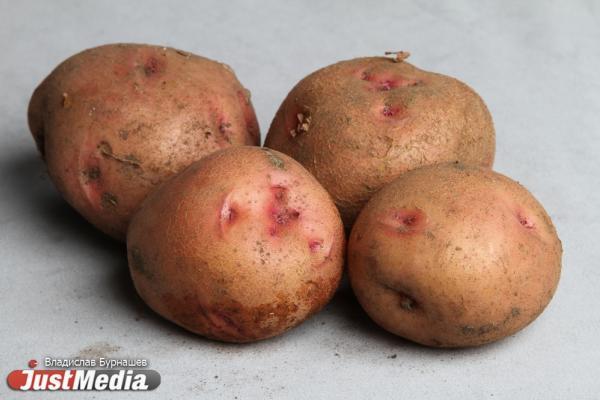 Лучшие сорта картофеля для Урала