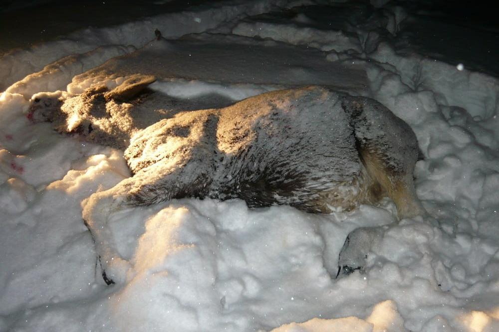 Свердловские полицейские задержали браконьера, подстрелившего лося - Фото 1