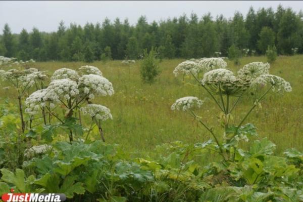 В Госдуме допустили, что борщевик – это бактериологическое оружие США - Фото 1