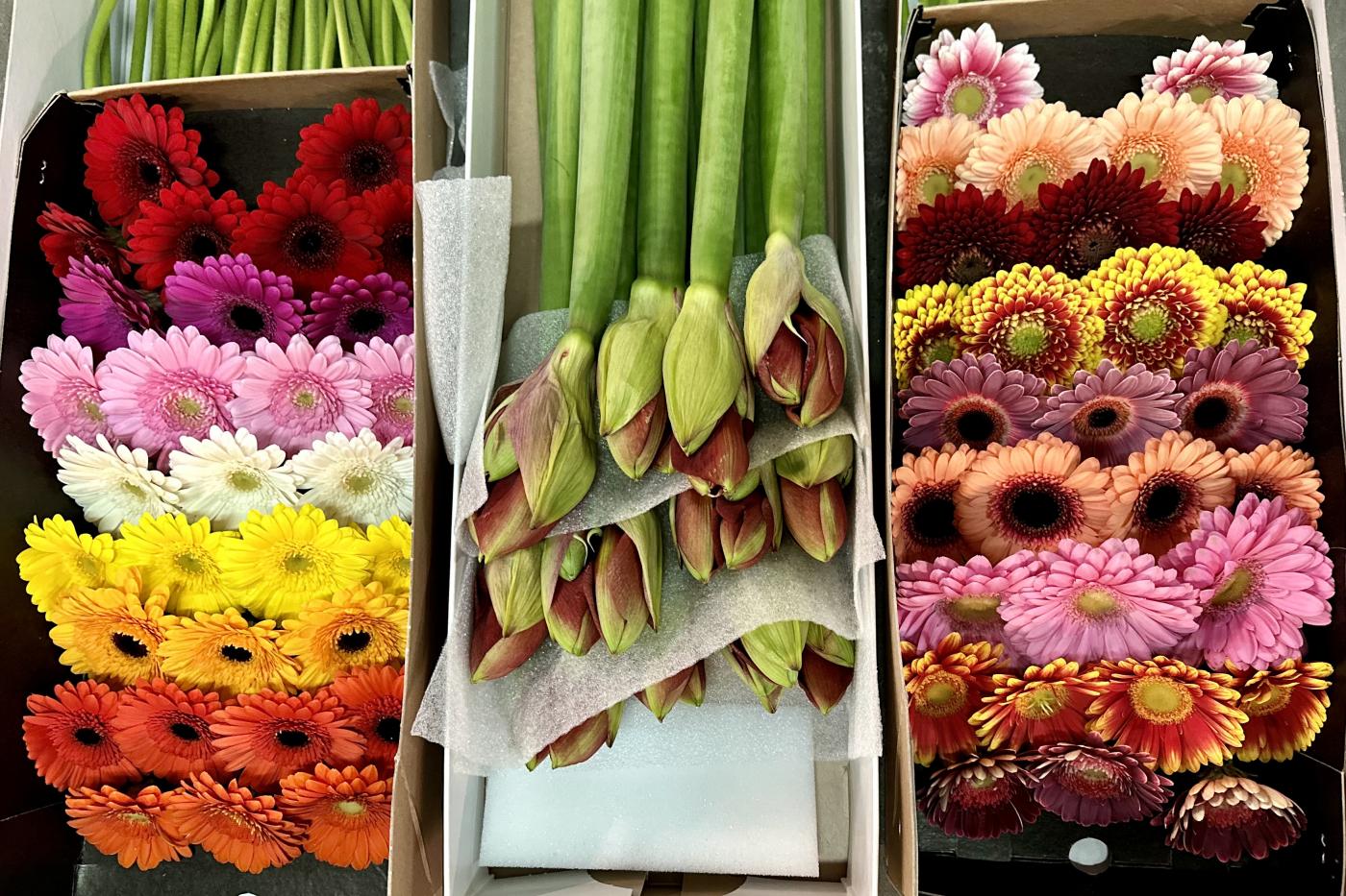  К 8 Марта в Свердловскую область привезли цветов на 3,5 млн долларов США - Фото 1