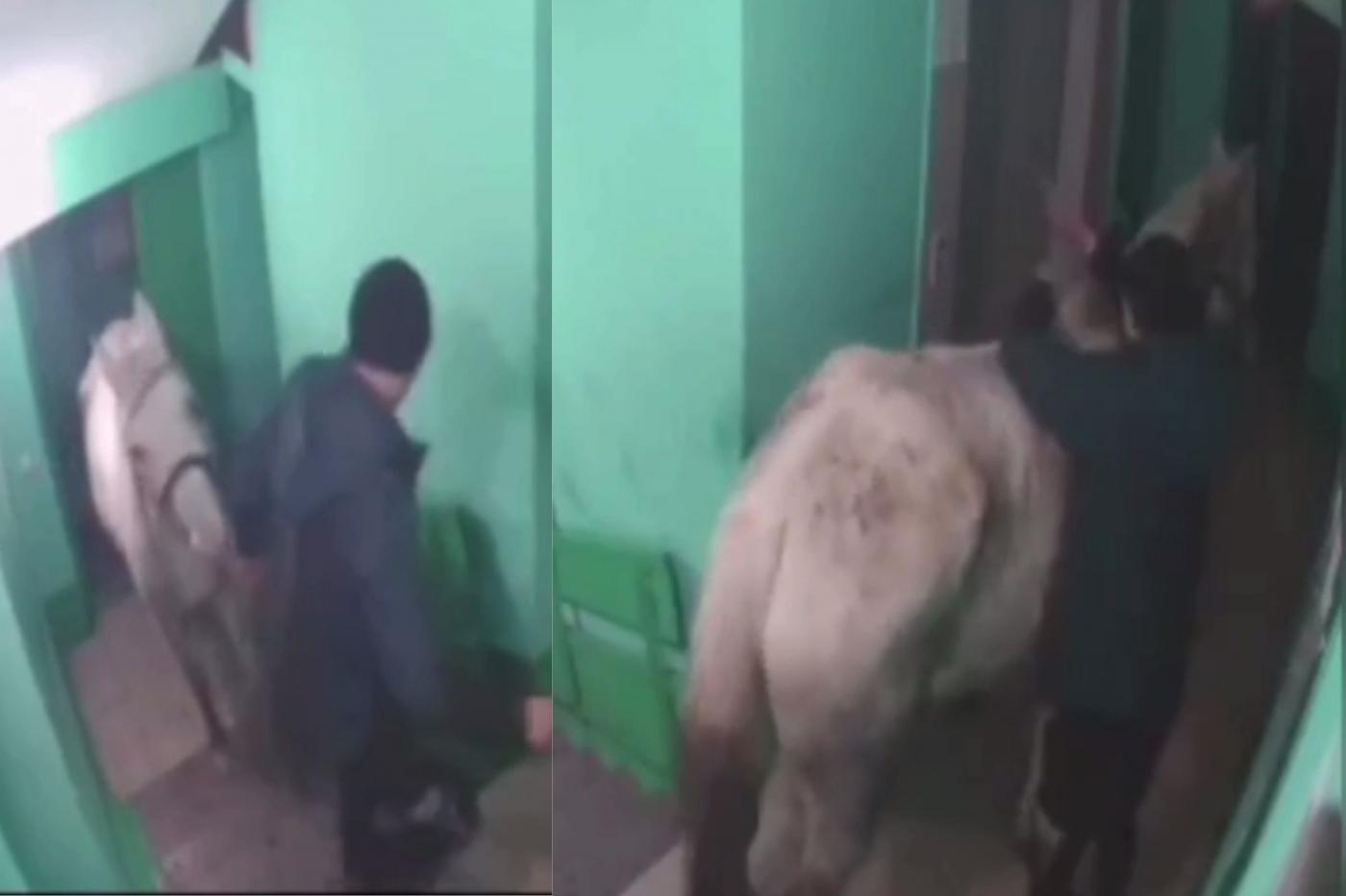 Принц на белом коне. На Кузбассе мужчина покатал лошадь на лифте жилого дома - Фото 1