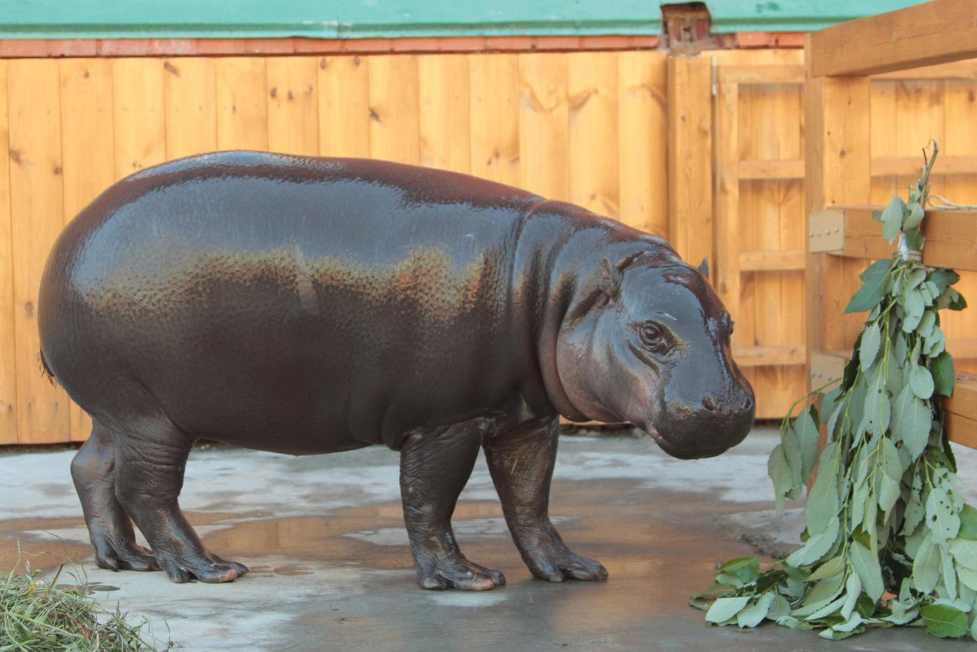 Карликовый бегемот Ева стала зоо-мисс Екатеринбургского зоопарка  - Фото 1