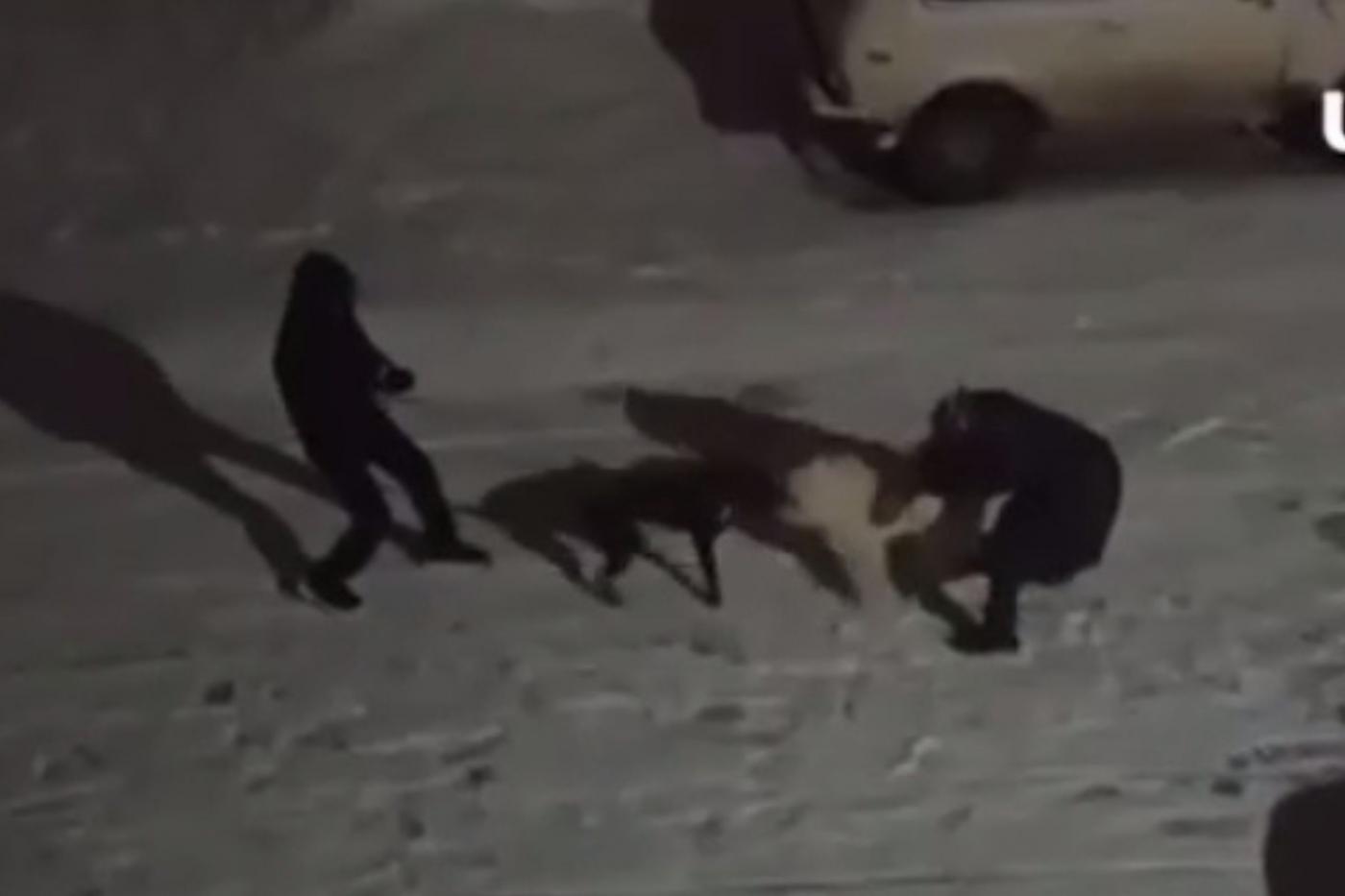 На Урале мужчина натравил питбуля на соседского самоеда из-за долга в 40 тысяч - Фото 1