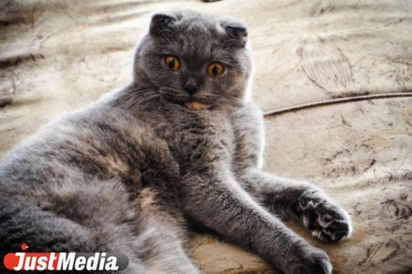 Как приучить котенка к лотку - Фото 1