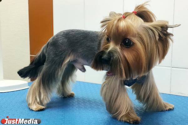 Лучшие маленькие породы собак для квартиры - Фото 1