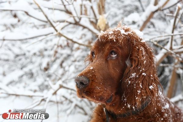 Как приучить собаку ходить на улицу - Фото 1