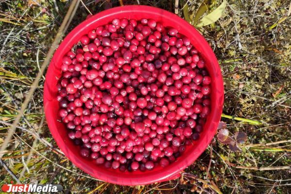 Топ 5 самых полезных ягод - Фото 1