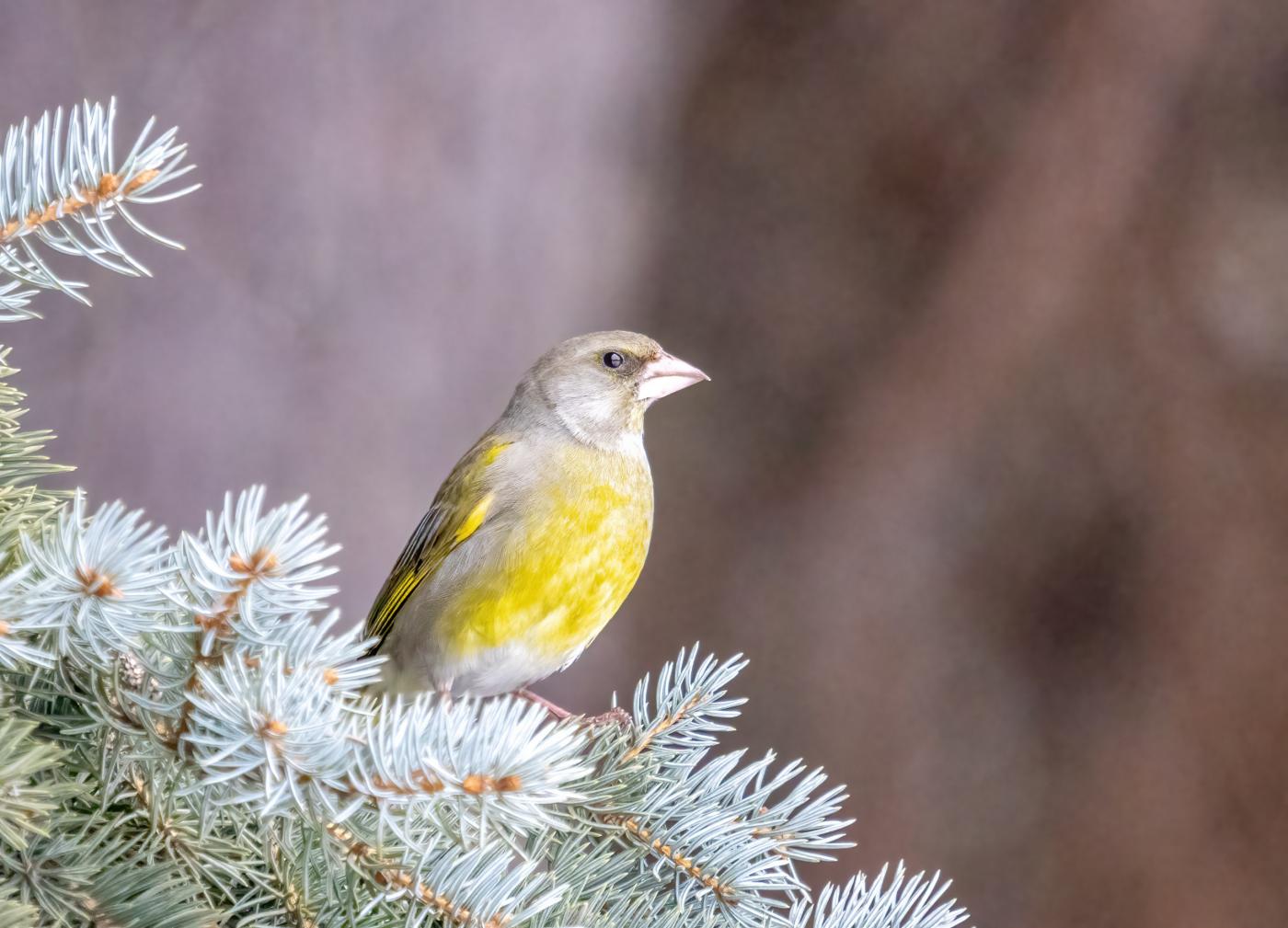 В Свердловской области ожидается возвращение перелетных птиц - Фото 1