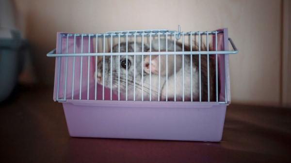 Все больше уральцев отправляют животных в самостоятельную поездку на поезде - Фото 1