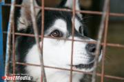В Асбесте построят собачий приют за 50 млн рублей