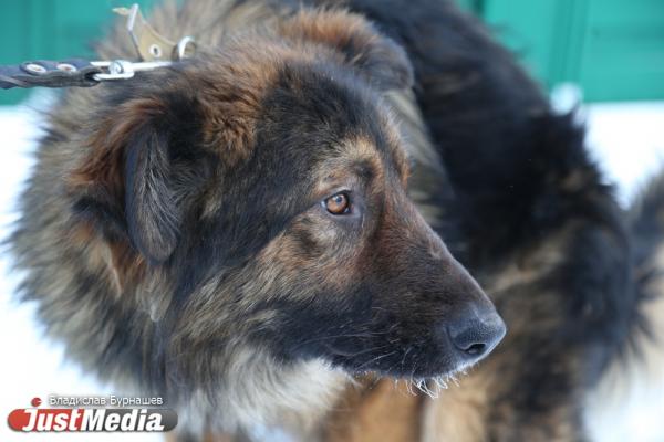 Администрация Пышмы заплатит мальчику, покусанному бездомной собакой, 50 тысяч рублей - Фото 1