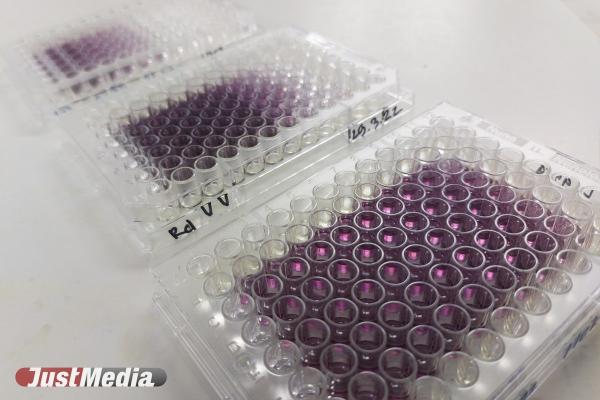 На таможне Владикавказа предотвратили контрабанду яйцеклеток на 2,5 млн рублей - Фото 1