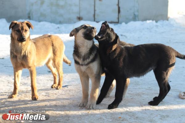 Первый зам губернатора Шмыков высказался о проблеме бездомных собак - Фото 1