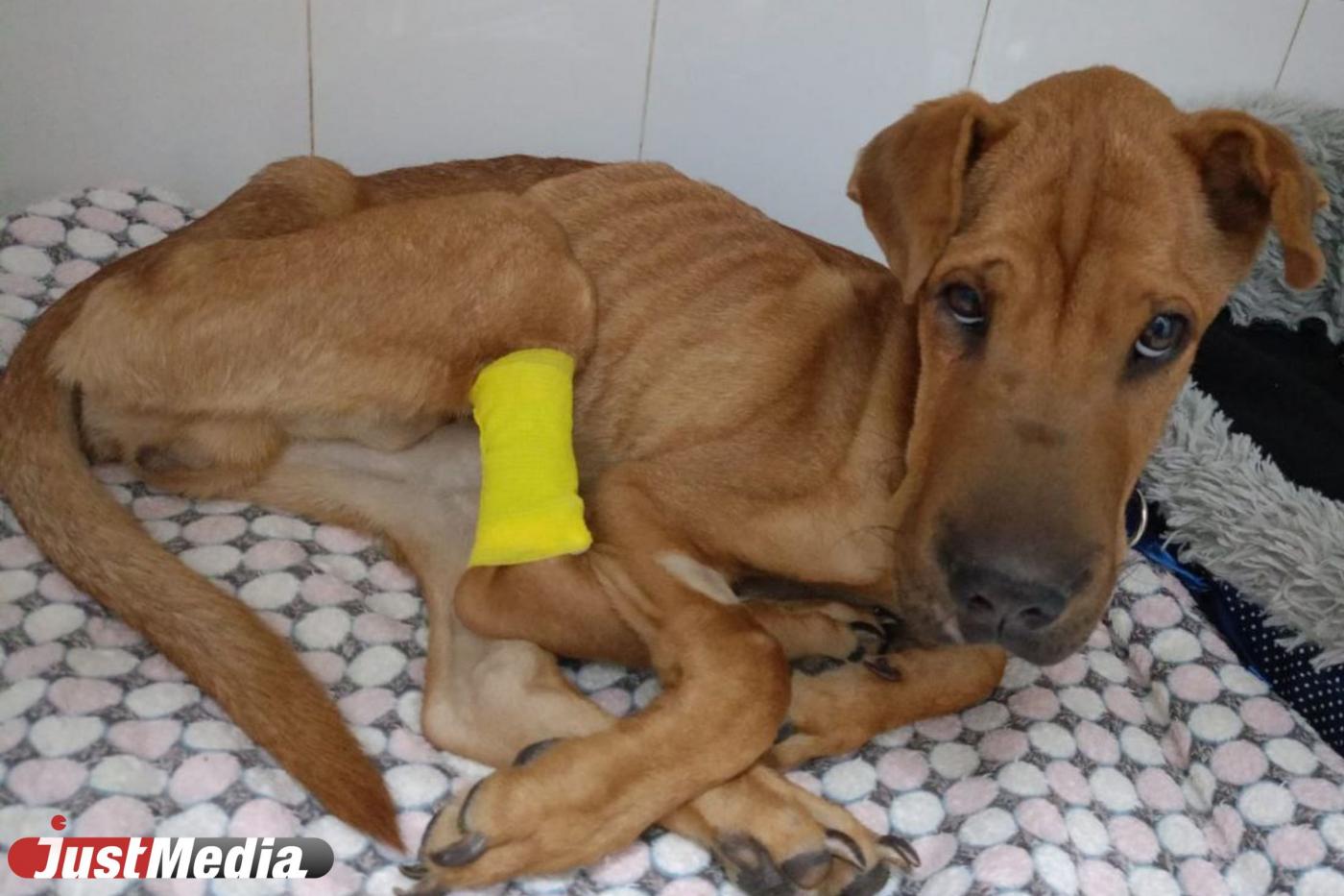 В Екатеринбурге умер щенок-скелет, на спасение которого собрали 100 тысяч рублей - Фото 1