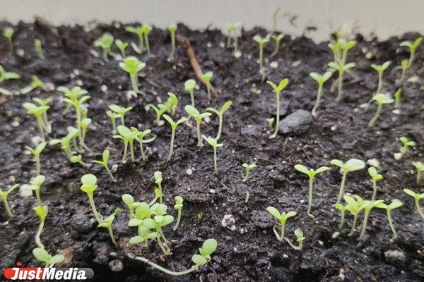 Лунный посевной календарь на май - Фото 1